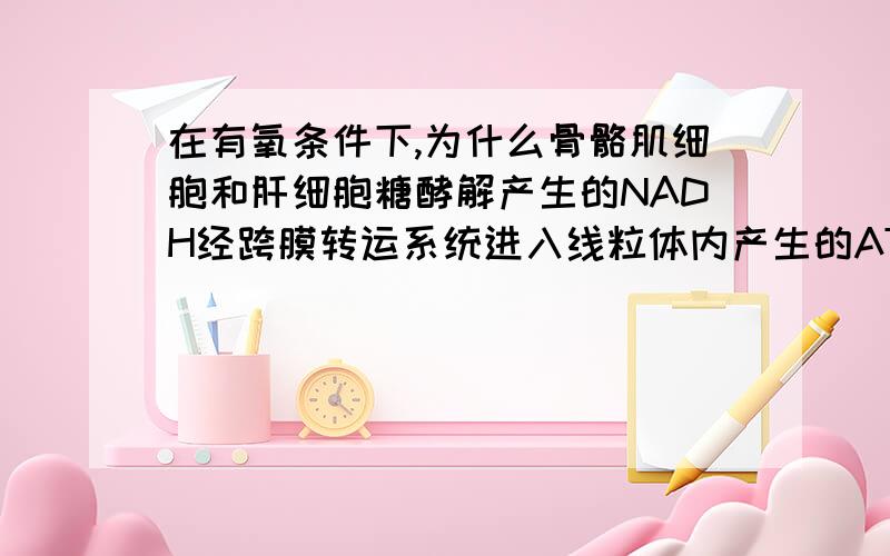 在有氧条件下,为什么骨骼肌细胞和肝细胞糖酵解产生的NADH经跨膜转运系统进入线粒体内产生的ATP分子数会有差别.