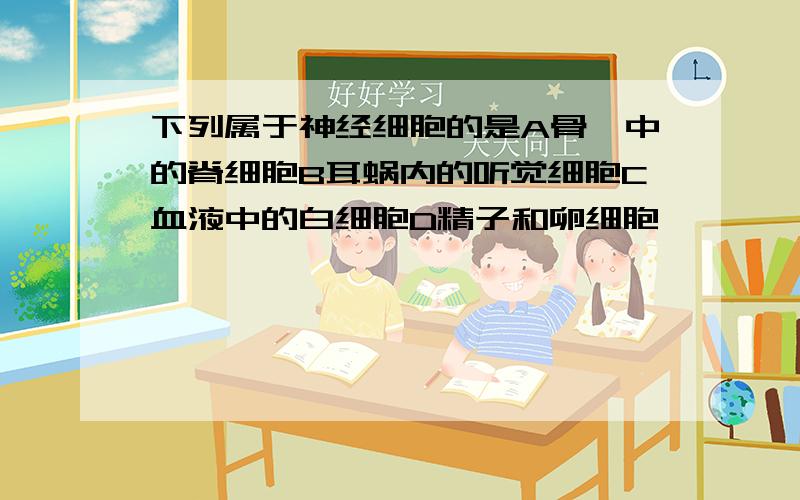 下列属于神经细胞的是A骨骼中的脊细胞B耳蜗内的听觉细胞C血液中的白细胞D精子和卵细胞