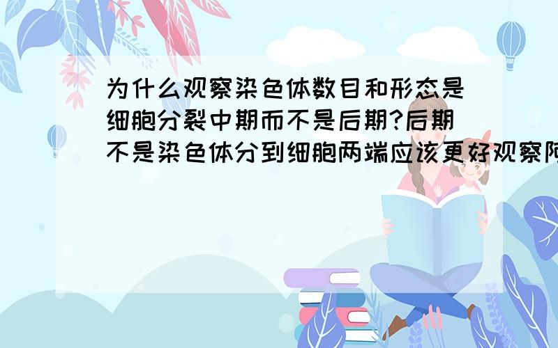 为什么观察染色体数目和形态是细胞分裂中期而不是后期?后期不是染色体分到细胞两端应该更好观察阿