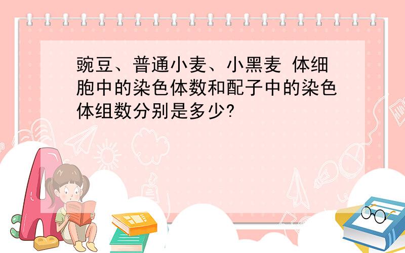 豌豆、普通小麦、小黑麦 体细胞中的染色体数和配子中的染色体组数分别是多少?