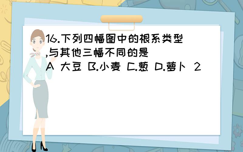 16.下列四幅图中的根系类型,与其他三幅不同的是( ) A 大豆 B.小麦 C.葱 D.萝卜 2