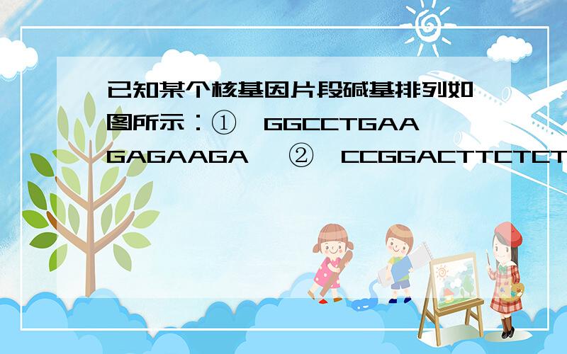 已知某个核基因片段碱基排列如图所示：①—GGCCTGAAGAGAAGA— ②—CCGGACTTCTCTTCT— 若该基因由于一个碱基被置换而发生改变,氨基酸序列由“—脯氨酸—谷氨酸—谷氨酸—赖氨酸—”变成“—脯