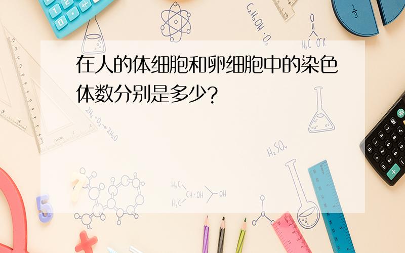 在人的体细胞和卵细胞中的染色体数分别是多少?