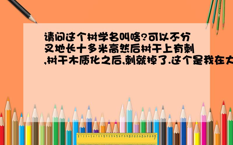 请问这个树学名叫啥?可以不分叉地长十多米高然后树干上有刺,树干木质化之后,刺就掉了.这个是我在大树下挖到的小树苗.是一片叶子。我对比过了，不是木棉树，也不是槭树。因为这个树