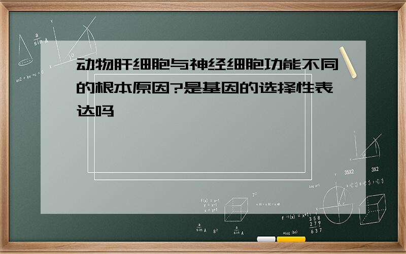 动物肝细胞与神经细胞功能不同的根本原因?是基因的选择性表达吗