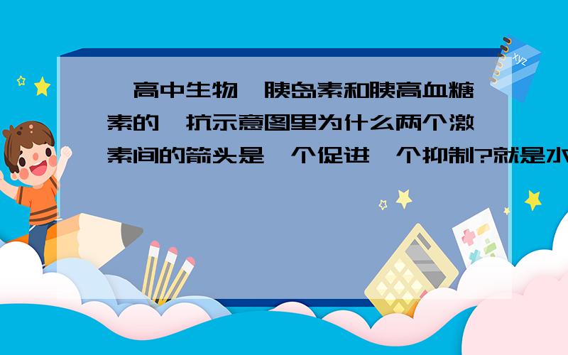 【高中生物】胰岛素和胰高血糖素的拮抗示意图里为什么两个激素间的箭头是一个促进一个抑制?就是水平方向一个”—“一个”+“好奇怪