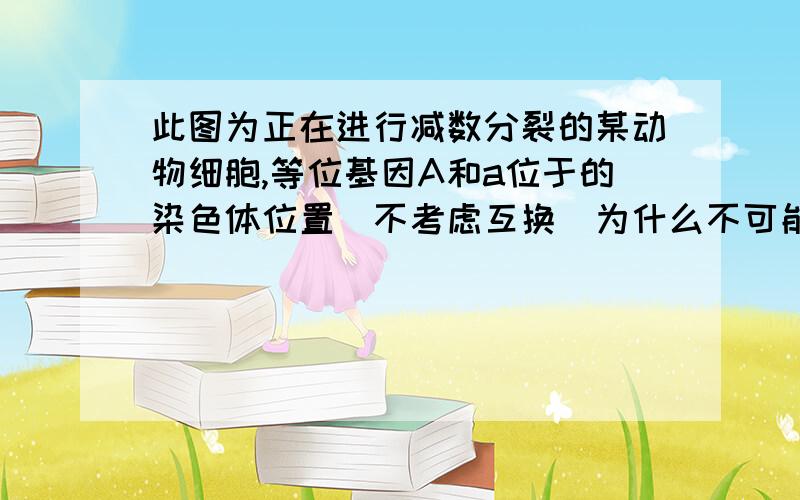 此图为正在进行减数分裂的某动物细胞,等位基因A和a位于的染色体位置（不考虑互换）为什么不可能是“A位于上面是①②③④   下面是⑤⑥⑦⑧