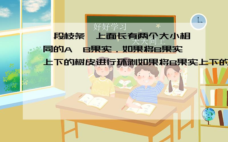 一段枝条,上面长有两个大小相同的A、B果实．如果将B果实上下的树皮进行环剥如果将B果实上下的树皮进行环剥．请回答：这种题目中B果实会萎缩,变小,没有营养物质为什么就会变小?不应该