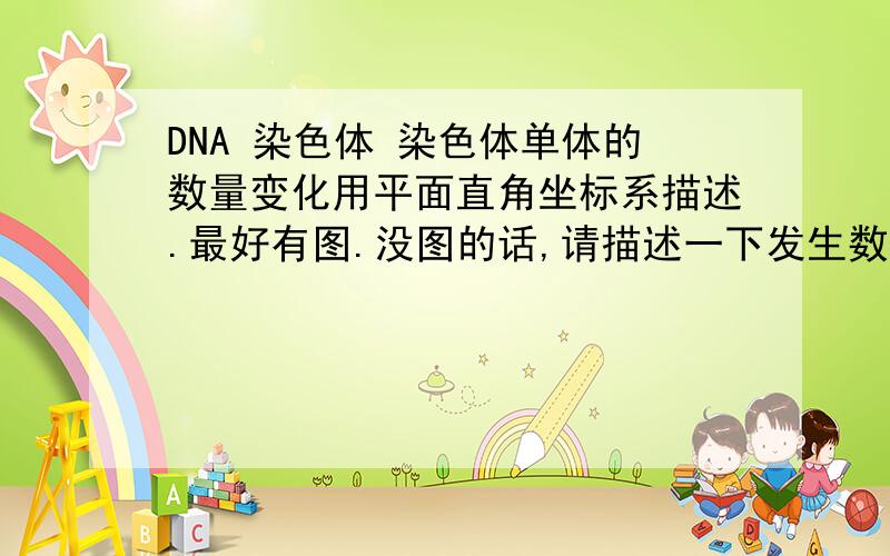 DNA 染色体 染色体单体的数量变化用平面直角坐标系描述.最好有图.没图的话,请描述一下发生数量变化时,是直接改变,还是一条斜的直线.这是重点.