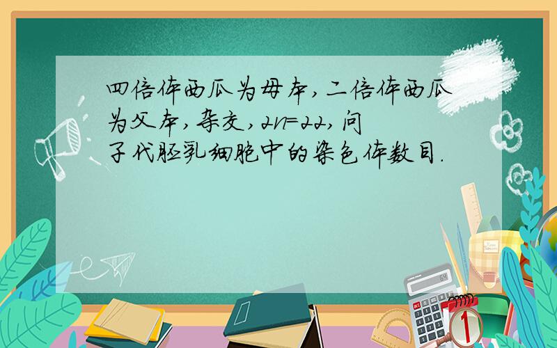 四倍体西瓜为母本,二倍体西瓜为父本,杂交,2n=22,问子代胚乳细胞中的染色体数目.