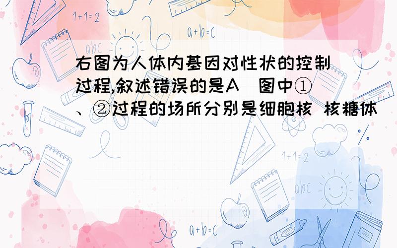 右图为人体内基因对性状的控制过程,叙述错误的是A．图中①、②过程的场所分别是细胞核 核糖体     B．镰刀型细胞贫血症致病的直接原因是血红蛋白质分子结构的改变      C．人体衰老引起