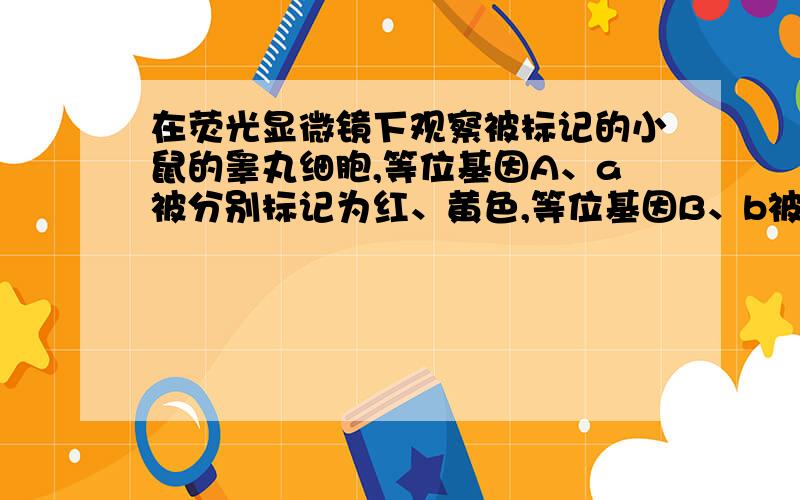 在荧光显微镜下观察被标记的小鼠的睾丸细胞,等位基因A、a被分别标记为红、黄色,等位基因B、b被分别标记为蓝、绿色,两对基因位于两对常染色体上.下列推测不合理的是 A．视野中可以观察