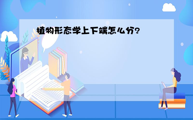 植物形态学上下端怎么分?