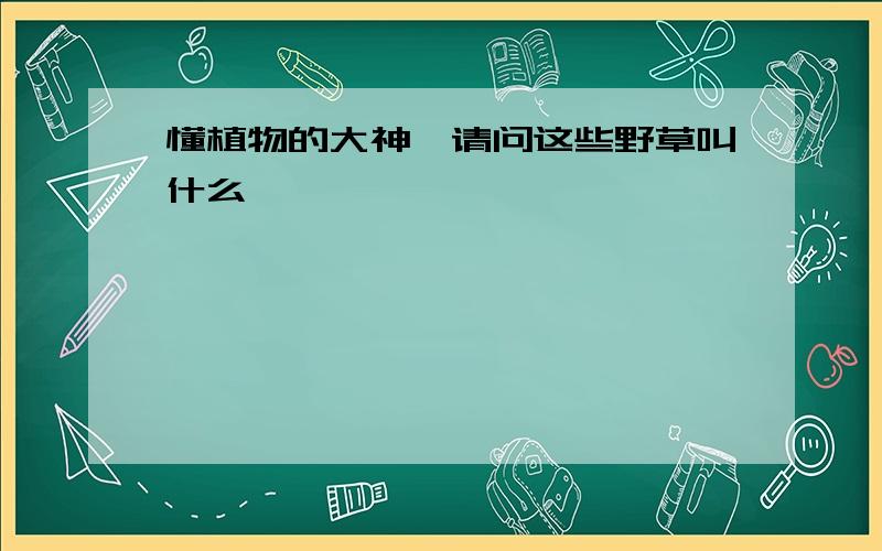 懂植物的大神,请问这些野草叫什么