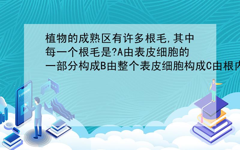 植物的成熟区有许多根毛,其中每一个根毛是?A由表皮细胞的一部分构成B由整个表皮细胞构成C由根内部细胞构成D由成熟区的全部细胞构成