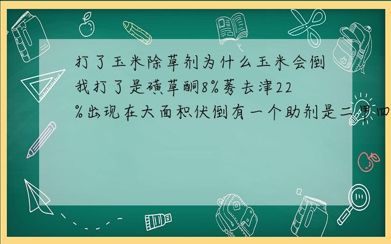 打了玉米除草剂为什么玉米会倒我打了是磺草酮8%莠去津22%出现在大面积伏倒有一个助剂是二甲四纳