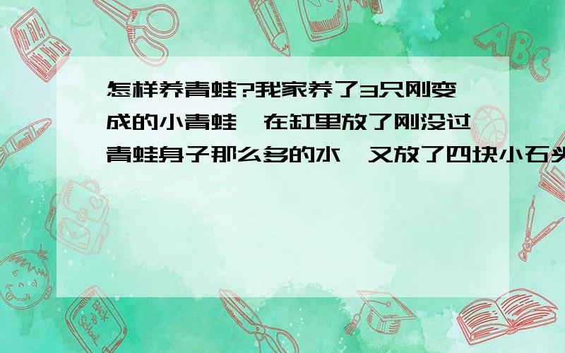 怎样养青蛙?我家养了3只刚变成的小青蛙,在缸里放了刚没过青蛙身子那么多的水,又放了四块小石头,往缸里放了一小团买的那种鱼虫（细长的,平时总爱团成一团）,放了四五天了,好像也没有