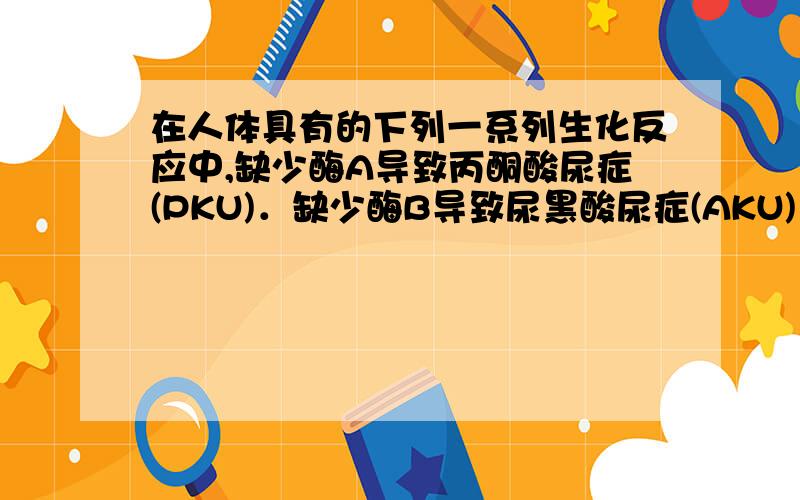 在人体具有的下列一系列生化反应中,缺少酶A导致丙酮酸尿症(PKU)．缺少酶B导致尿黑酸尿症(AKU) A B 苯丙氨酸→→→ 酪氨酸→CO2+H2O 两种疾病都不是性连锁的,一个PKU病人与另一位AKU病人结婚,