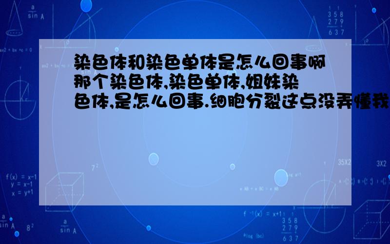 染色体和染色单体是怎么回事啊那个染色体,染色单体,姐妹染色体,是怎么回事.细胞分裂这点没弄懂我看不懂