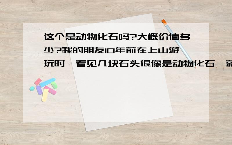 这个是动物化石吗?大概价值多少?我的朋友10年前在上山游玩时,看见几块石头很像是动物化石,就将其背回家中收藏起来.最近因身患重病,欲将石头换成现金用做治疗.化石长主体分为三段,长度