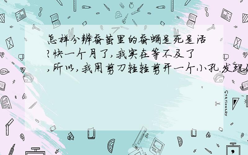 怎样分辨蚕茧里的蚕蛹是死是活?快一个月了,我实在等不及了,所以,我用剪刀轻轻剪开一个小孔.发现他竟然还没变成蛾.