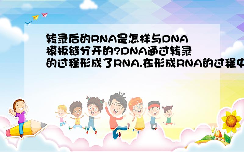 转录后的RNA是怎样与DNA模板链分开的?DNA通过转录的过程形成了RNA.在形成RNA的过程中,会出现有碱基互补配对的过程,那配对的碱基对也就会出现有氢键,但在转录完成后,RNA会与DNA的模板链分离,