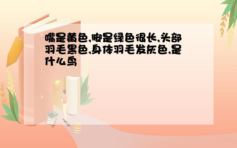 嘴是黄色,脚是绿色很长,头部羽毛黑色,身体羽毛发灰色,是什么鸟