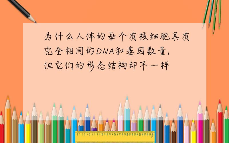 为什么人体的每个有核细胞具有完全相同的DNA和基因数量,但它们的形态结构却不一样