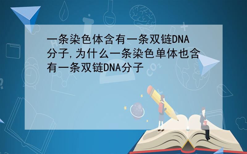 一条染色体含有一条双链DNA分子,为什么一条染色单体也含有一条双链DNA分子