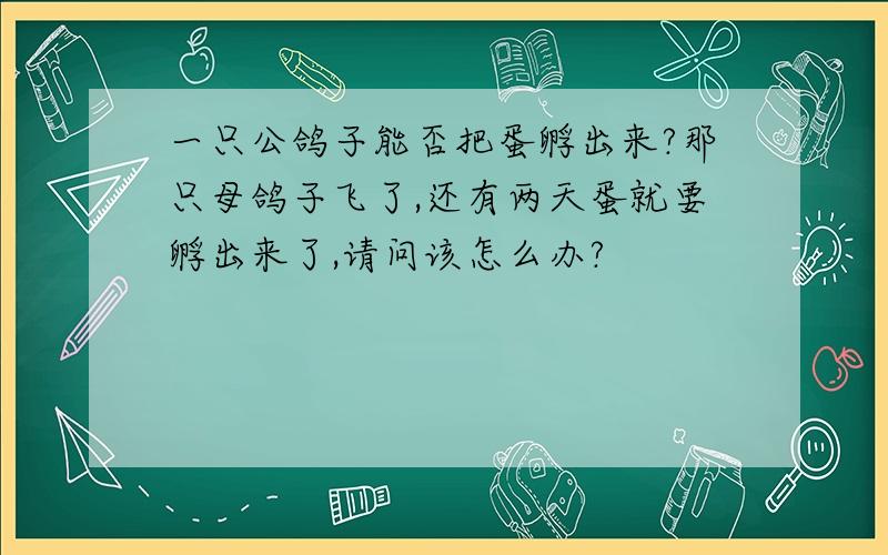 一只公鸽子能否把蛋孵出来?那只母鸽子飞了,还有两天蛋就要孵出来了,请问该怎么办?