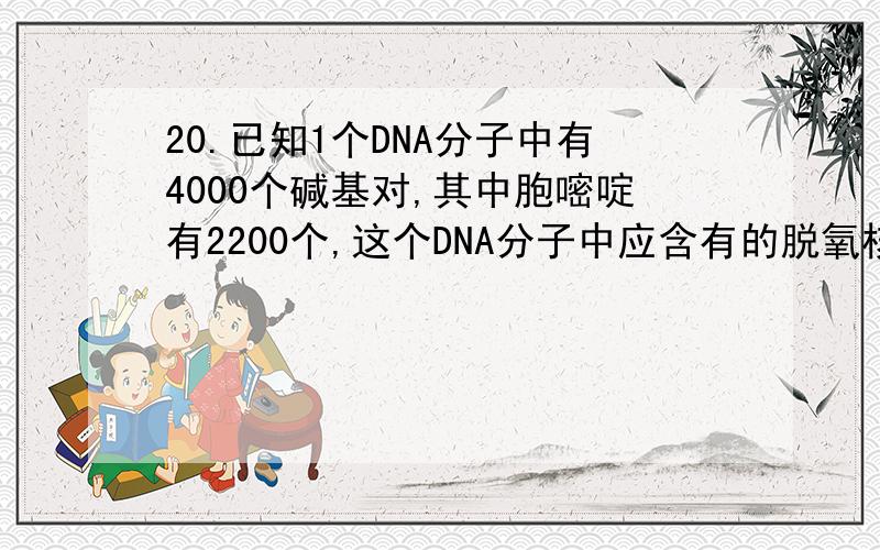 20.已知1个DNA分子中有4000个碱基对,其中胞嘧啶有2200个,这个DNA分子中应含有的脱氧核苷酸的数目和腺嘌呤的数目分别是：A.4000个和900个 B.4000个和1800个 C.8000个和1800个 D.8000个和3600个