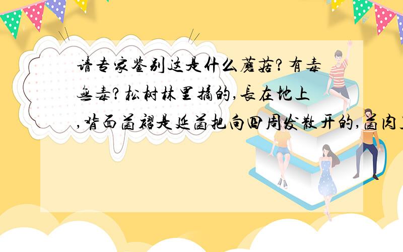 请专家鉴别这是什么蘑菇?有毒无毒?松树林里摘的,长在地上,背面菌褶是延菌把向四周发散开的,菌肉呈咖啡色.用葱、蒜试过,没有变色.