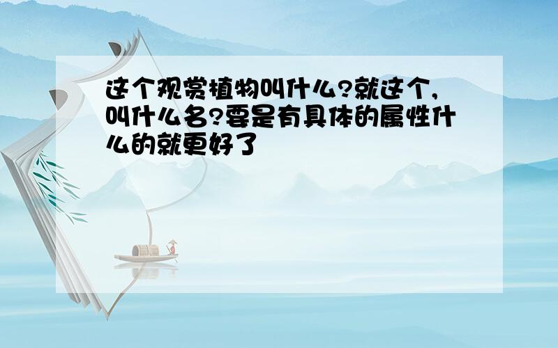 这个观赏植物叫什么?就这个,叫什么名?要是有具体的属性什么的就更好了