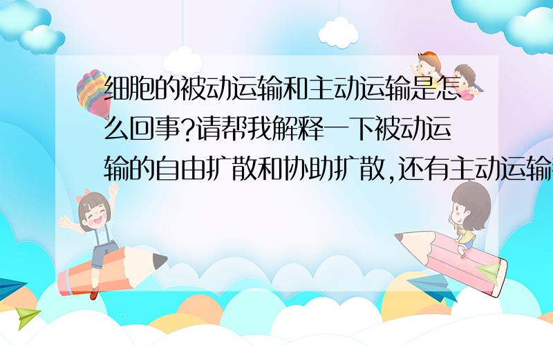 细胞的被动运输和主动运输是怎么回事?请帮我解释一下被动运输的自由扩散和协助扩散,还有主动运输都是什么意思.别用术语,通俗易懂即可.