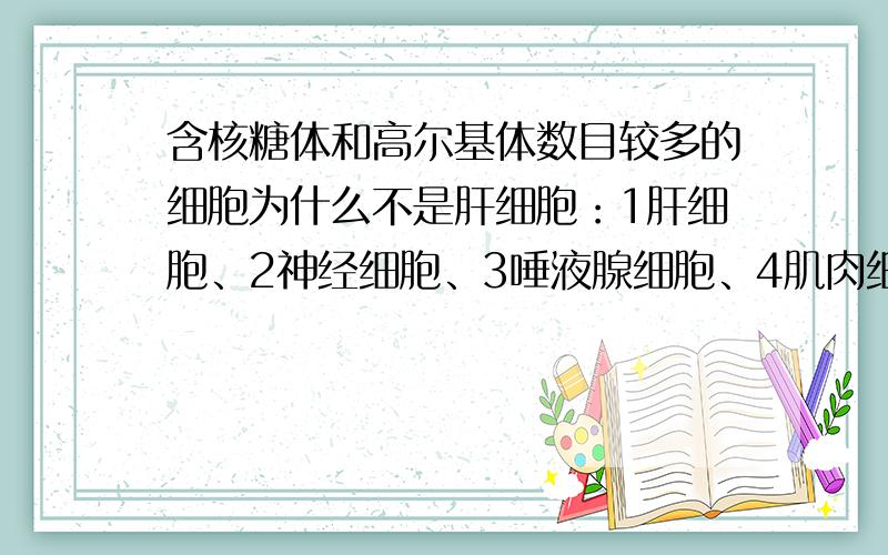 含核糖体和高尔基体数目较多的细胞为什么不是肝细胞：1肝细胞、2神经细胞、3唾液腺细胞、4肌肉细胞