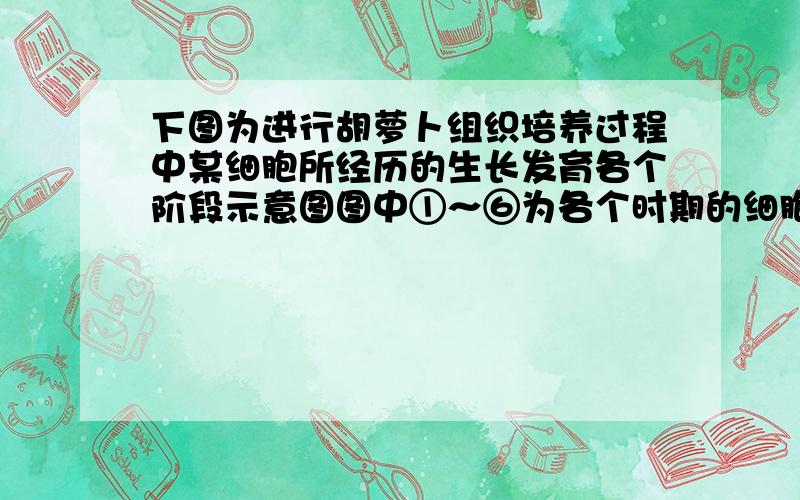 下图为进行胡萝卜组织培养过程中某细胞所经历的生长发育各个阶段示意图图中①～⑥为各个时期的细胞,c表示细胞所进行的生理过程.下列叙述正确的是：A、胡萝卜植株所有的细胞都会经历