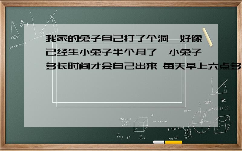 我家的兔子自己打了个洞,好像已经生小兔子半个月了,小兔子多长时间才会自己出来 每天早上六点多兔子都会把洞扒开多一段时间他出来之后又把洞封上了,小兔子会不会死呀.