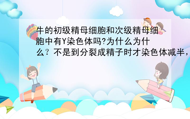 牛的初级精母细胞和次级精母细胞中有Y染色体吗?为什么为什么？不是到分裂成精子时才染色体减半，次级精母细胞不是不包括精子的吗？