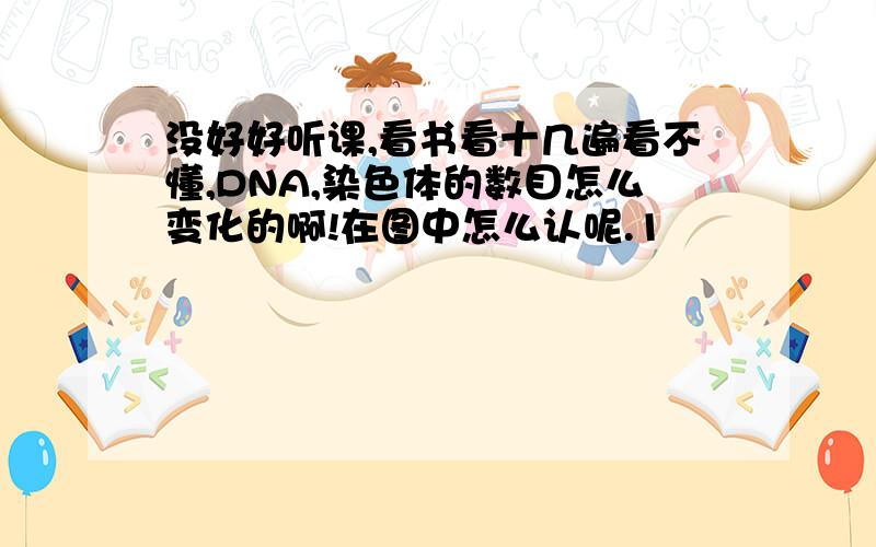 没好好听课,看书看十几遍看不懂,DNA,染色体的数目怎么变化的啊!在图中怎么认呢.1