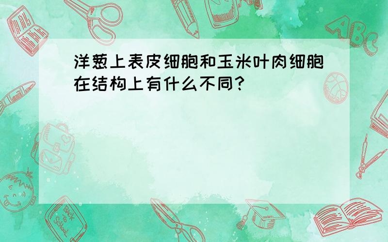 洋葱上表皮细胞和玉米叶肉细胞在结构上有什么不同?