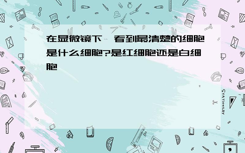 在显微镜下,看到最清楚的细胞是什么细胞?是红细胞还是白细胞