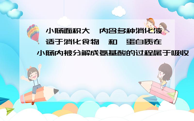 【小肠面积大,内含多种消化液,适于消化食物】和【蛋白质在小肠内被分解成氨基酸的过程属于吸收】这两个哪个对?今天生物结业考试,这道题各种纠结啊