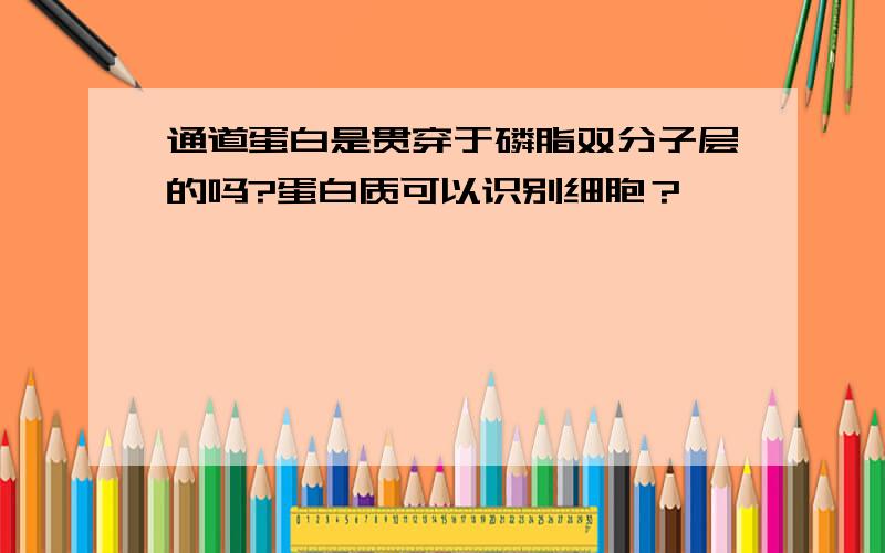 通道蛋白是贯穿于磷脂双分子层的吗?蛋白质可以识别细胞？