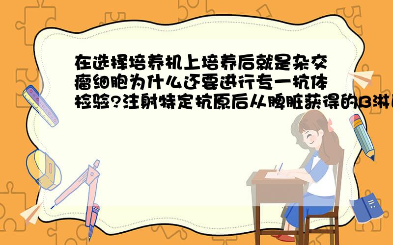 在选择培养机上培养后就是杂交瘤细胞为什么还要进行专一抗体检验?注射特定抗原后从脾脏获得的B淋巴细胞是只有一种吗?