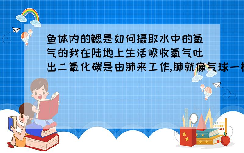 鱼体内的鳃是如何摄取水中的氧气的我在陆地上生活吸收氧气吐出二氧化碳是由肺来工作,肺就像气球一样一会扁一会涨的,那么鱼体内的鳃是如何工作的呢?又是如何处理水中的氧气呢