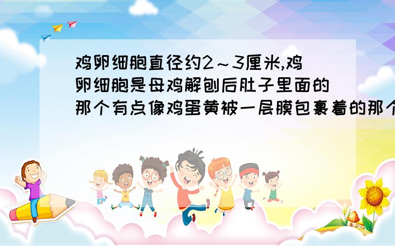 鸡卵细胞直径约2～3厘米,鸡卵细胞是母鸡解刨后肚子里面的那个有点像鸡蛋黄被一层膜包裹着的那个吗?