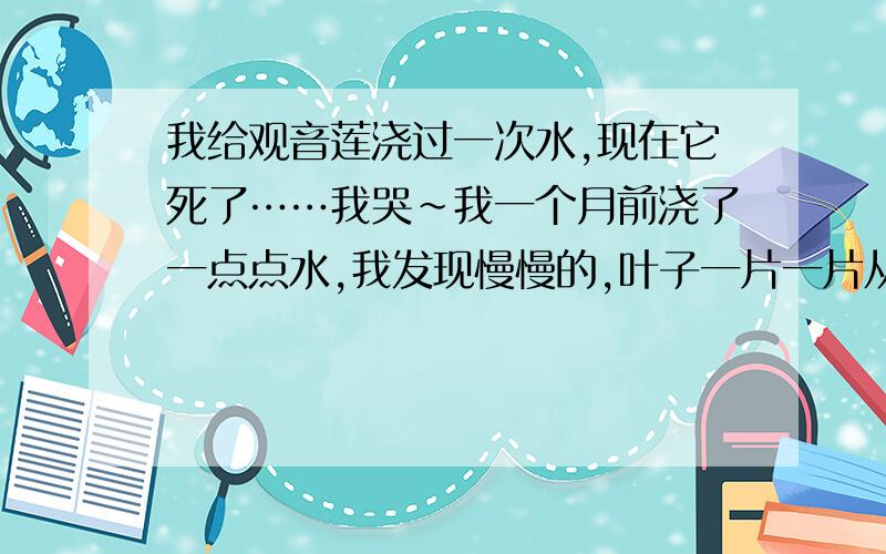 我给观音莲浇过一次水,现在它死了……我哭~我一个月前浇了一点点水,我发现慢慢的,叶子一片一片从根部开始腐烂了,像被水泡了一样,哎……真后悔给它浇水!刚刚我一看,才发现,叶子从最上