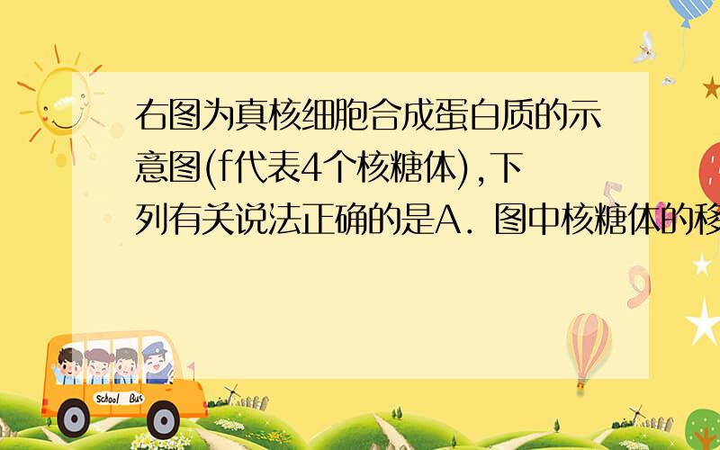 右图为真核细胞合成蛋白质的示意图(f代表4个核糖体),下列有关说法正确的是A．图中核糖体的移动方向是从左向右B．a中的任意3个碱基可组成一个密码子C．最终合成的b、c、d、e4条多肽的氨