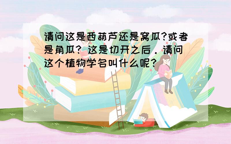 请问这是西葫芦还是窝瓜?或者是角瓜? 这是切开之后。请问这个植物学名叫什么呢？