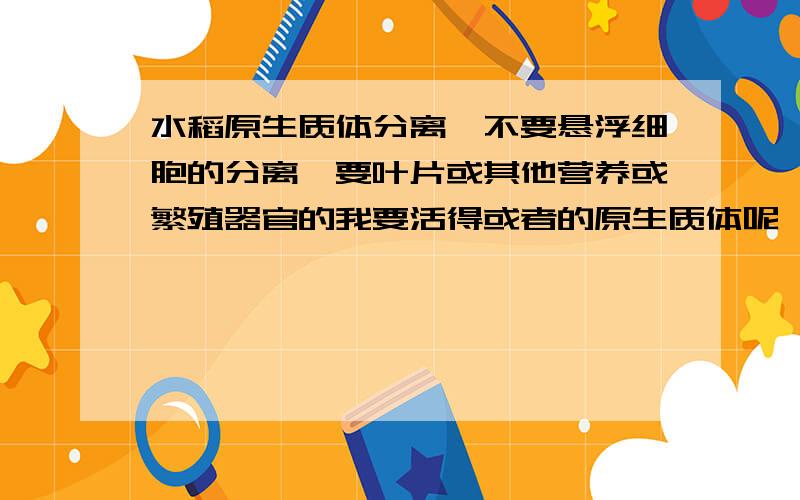 水稻原生质体分离,不要悬浮细胞的分离,要叶片或其他营养或繁殖器官的我要活得或者的原生质体呢